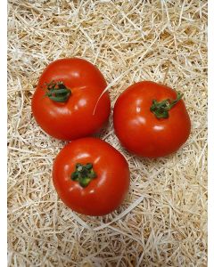 Tomate ronde classique