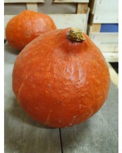 Courge Potimarron orange
